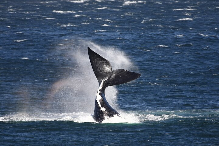 Hermanus Land based Whale Tour with Dave de Beer - Photo 1 of 14